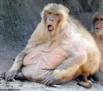 fat-monkey